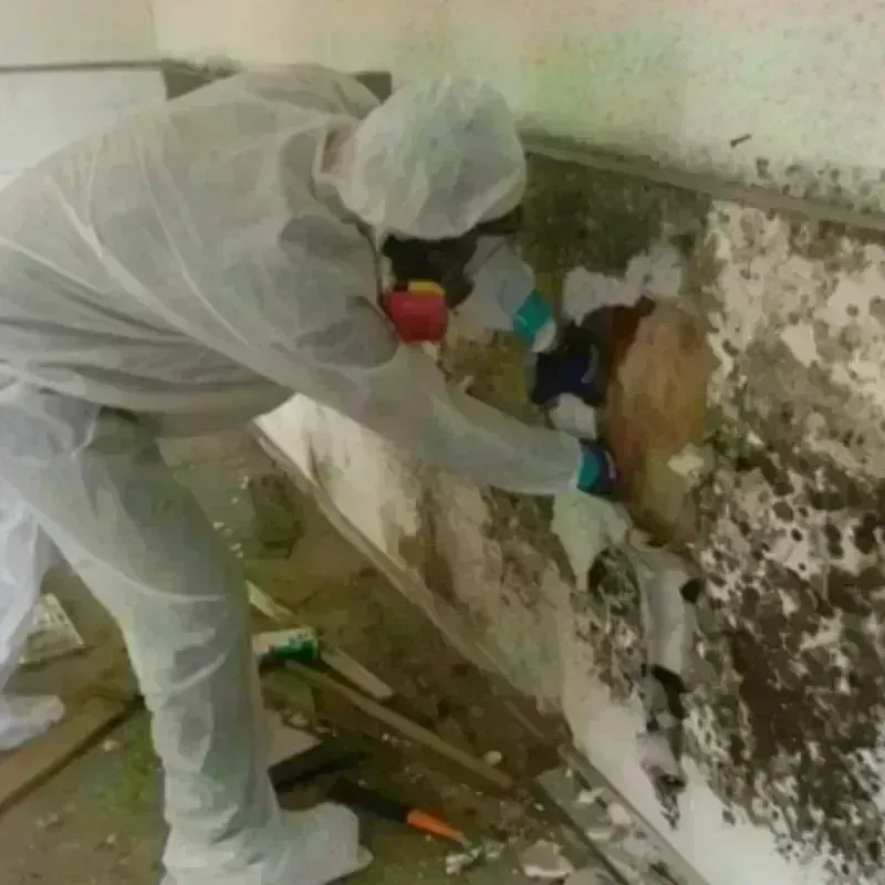 Mold Remediation and Removal in Paris, TN